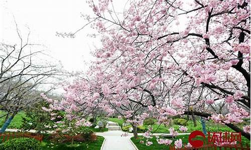 复兴岛公园的樱花开了吗_复兴岛公园一日游